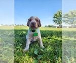 Puppy Kaia Brittany
