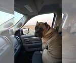 Small Photo #1 Cane Corso Puppy For Sale in MANNING, IA, USA