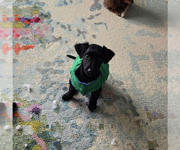 Medium Photo #4 Mutt Puppy For Sale in Fort Wayne, IN, USA