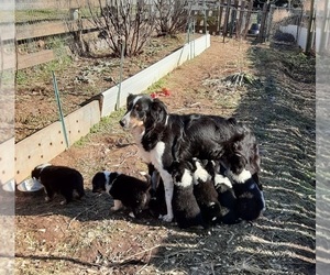 Mother of the English Shepherd puppies born on 11/30/2021