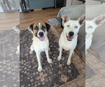 Small #6 Siberian Husky Mix
