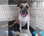 Small #1 American Pit Bull Terrier Mix