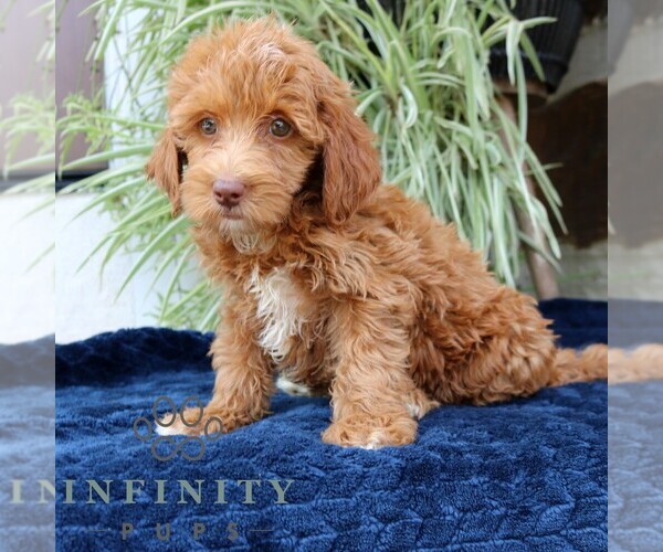 Medium Photo #2 Goldendoodle (Miniature) Puppy For Sale in NARVON, PA, USA