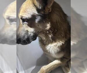 German Shepherd Dog Dogs for adoption in Houston, TX, USA