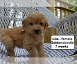 Small Photo #1 Goldendoodle Puppy For Sale in CLARKRANGE, TN, USA