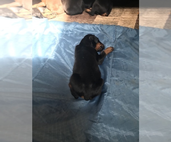Medium Photo #29 Doberman Pinscher Puppy For Sale in SCAPPOOSE, OR, USA