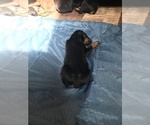 Small Photo #29 Doberman Pinscher Puppy For Sale in SCAPPOOSE, OR, USA
