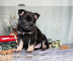 Small Photo #14 German Shepherd Dog Puppy For Sale in NAPPANEE, IN, USA
