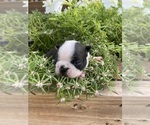 Small #5 Boston Terrier