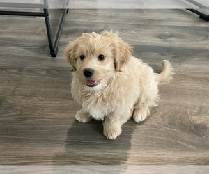 Goldendoodle-Shih Tzu Mix Puppy for sale in LEANDER, TX, USA