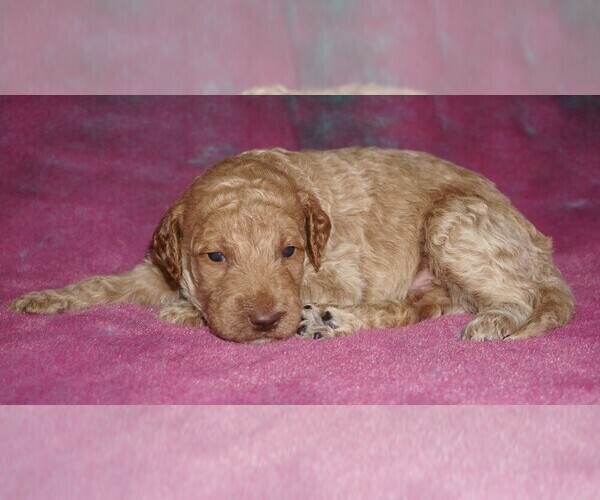 Medium Photo #1 Miniature Labradoodle Puppy For Sale in LA HABRA, CA, USA