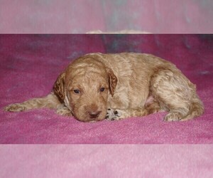 Miniature Labradoodle Puppy for sale in LA HABRA, CA, USA