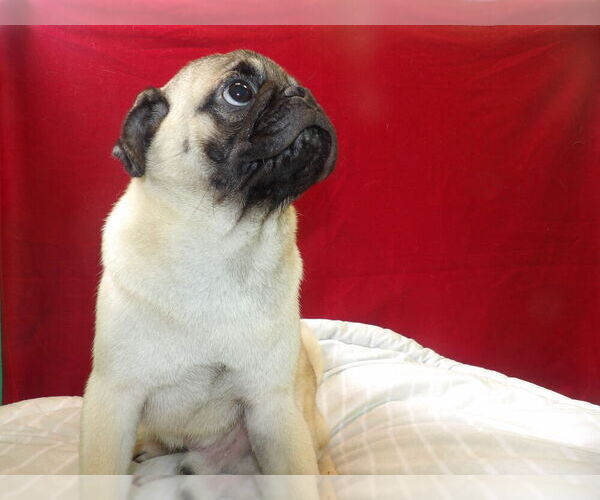 Medium Photo #1 American Lo-Sze Pugg Puppy For Sale in PATERSON, NJ, USA
