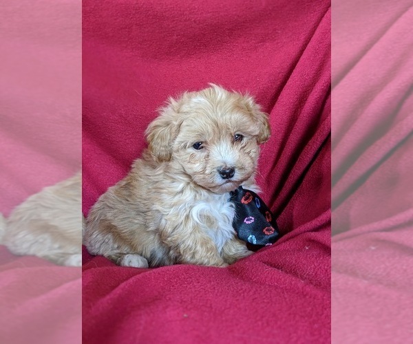 Medium Photo #3 Maltipoo Puppy For Sale in NOTTINGHAM, PA, USA