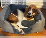 Small #1 Basset Hound