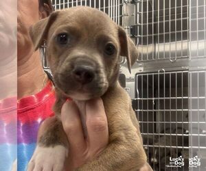 Mutt Dogs for adoption in Washington, DC, USA
