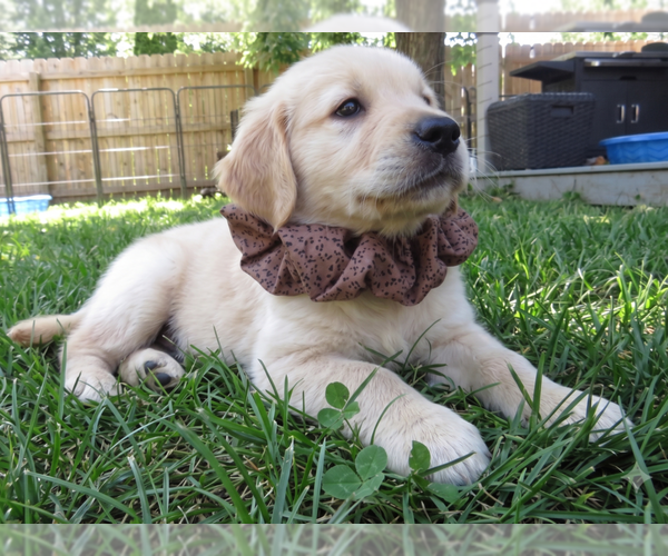 Medium Photo #2 Golden Retriever Puppy For Sale in Grovertown, IN, USA