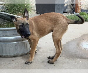 Angelis AKA Angel- Located in California - Male Mutt Dog for Adoption - Photo #3