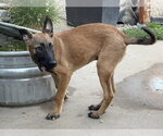 Small Photo #3 Mutt Puppy For Sale in Imlay City, MI, USA