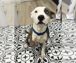 Small #6 American Pit Bull Terrier Mix