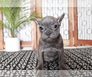 French Bulldog Puppy for sale in NAPLES, FL, USA
