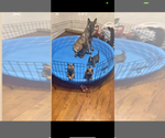Small Photo #1 Belgian Malinois Puppy For Sale in BOWLING GREEN, OH, USA