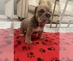 Small Photo #3 Bulldog Puppy For Sale in WEST FRANKFORT, IL, USA