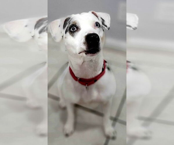 Medium Photo #12 Jack Russell Terrier-Unknown Mix Puppy For Sale in Pompano Beach , FL, USA