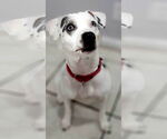 Small #11 Jack Russell Terrier Mix