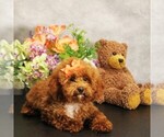 Puppy Charlotte Poodle (Toy)