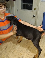 Doberman Pinscher Puppy for sale in FORT WORTH, TX, USA