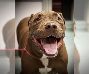 Mutt Dog for Adoption in St. Cloud, Florida USA