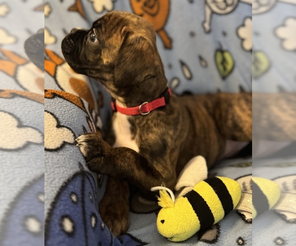 Medium Photo #14 Boxer Puppy For Sale in LANSING, MI, USA