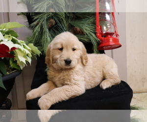 Golden Retriever Puppy for sale in SHILOH, OH, USA