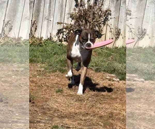 Medium Photo #2 Boxer Puppy For Sale in Burnsville, MN, USA