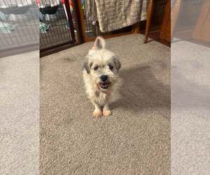 Shih Tzu-Unknown Mix Dogs for adoption in New Oxford , PA, USA