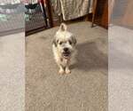 Small Shih Tzu Mix