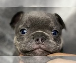 Puppy 3 French Bulldog