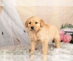 Small Photo #3 Golden Retriever Puppy For Sale in WARSAW, IN, USA