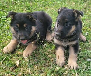 German Shepherd Dog Puppy for sale in WARREN, MI, USA