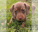 Small #6 Dachshund