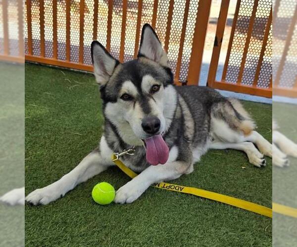 Medium Photo #1 Gerberian Shepsky Puppy For Sale in Las Vegas, NV, USA