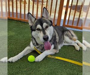 Gerberian Shepsky Dogs for adoption in Las Vegas, NV, USA
