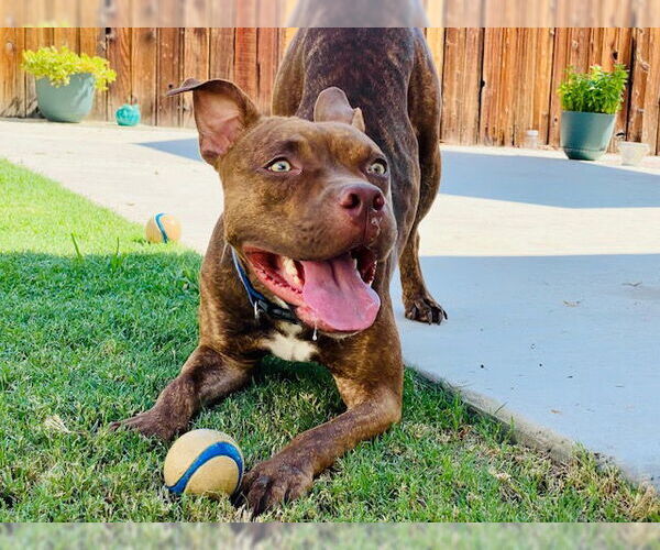 Medium Photo #9 American Pit Bull Terrier-Unknown Mix Puppy For Sale in Redlands, CA, USA