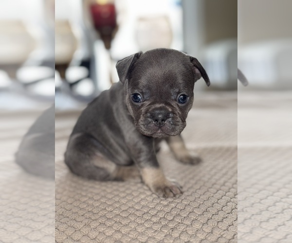 Medium Photo #9 French Bulldog Puppy For Sale in HILTON, NY, USA