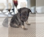 Small Photo #9 French Bulldog Puppy For Sale in HILTON, NY, USA