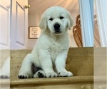 Small #2 English Cream Golden Retriever