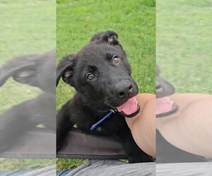 German Shepherd Dog Puppy for sale in RACINE, OH, USA