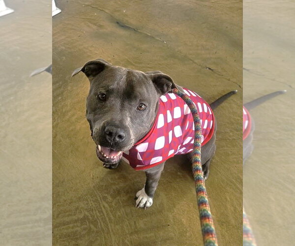 Medium Photo #8 American Pit Bull Terrier Puppy For Sale in phoenix, AZ, USA