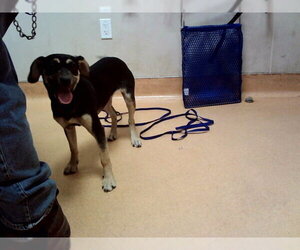 Beagle-Unknown Mix Dogs for adoption in Martinez, CA, USA